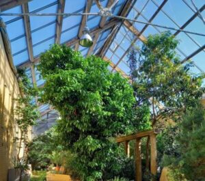 Oranżeria roślinność