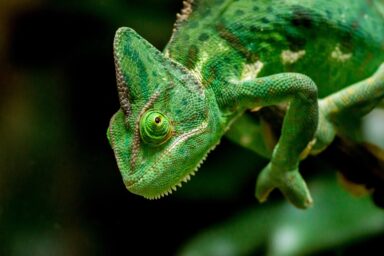 chameleon