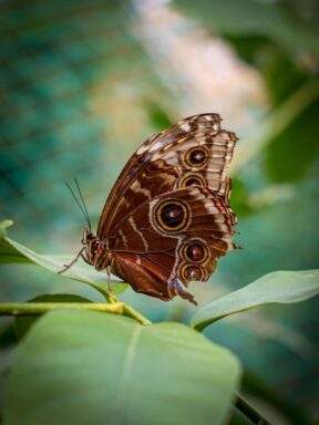 Motyl Oranżeria